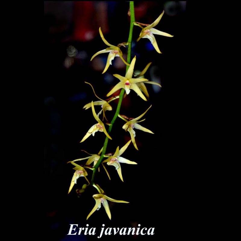 Eria javanica - 5-6 inch basket or pot